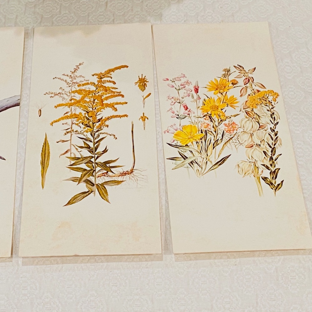 BUNDLE ONLY-Vintage Cottagecore Wildlife Art Gallery Postcard Set - Picture 3 of 10